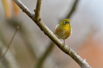 うぐいす色と白の美しい、かわいらしい身近な小鳥メジロ