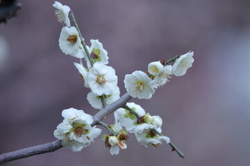 寒さに耐え気品よく咲く