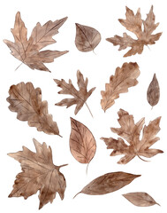 Watercolor  autumn leaves set paintin hand drawing on white background