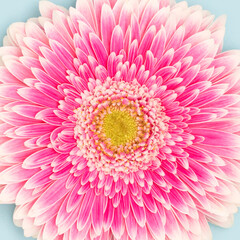 Closeup of pink gerbera flower on a blue background. Minimal concept.