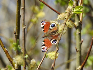 Obraz premium The European peacock butterfly in spring