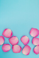 Pink rose petals on blue background. Holiday, feminine, Valentine's day, birthday, March 8. Copy space