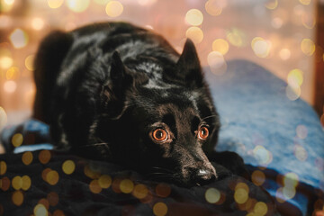 Christmas portrait of black and white border collie dog in burning lights