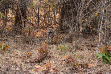 Naklejka na ściany i meble Subadult tiger yawning on a hot sunny day, Start of summer season, Tadoba National Park