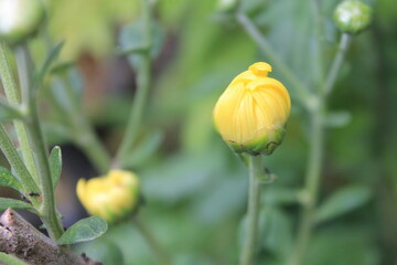 Yellow chrysanthemum flower bud blur background