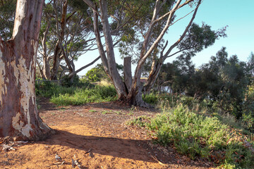 Fototapeta na wymiar eucalyptus trees in australian bushland in morning sunlight