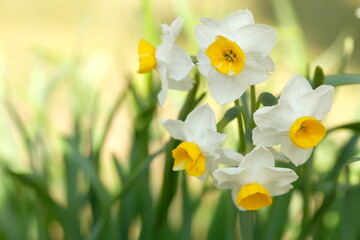 Obraz premium white narcissus in full blooming