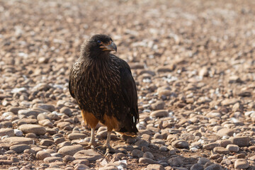 The Striated Caracara (Phalcoboenus australis) Also known as a Johnny Rook. Jason Steeple, Falkland Islands.