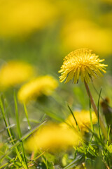 A yellow blossom of dandelion (taraxacum) with others in blurry foreground and background