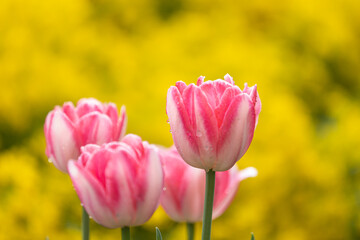 Close-up of pink and white tulips in full bloom with raindrops