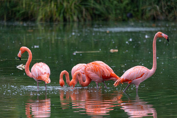 A group of flamingos standing in a lake feeding
