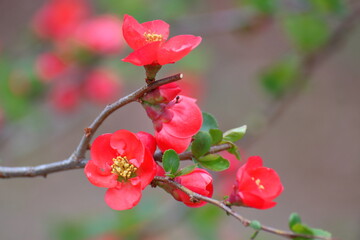 Obraz premium 華やかに咲く