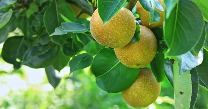 Fresh pear fruit growing on pear tree in orchard