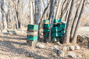 Old empty beehives under the trees in the forest in winter