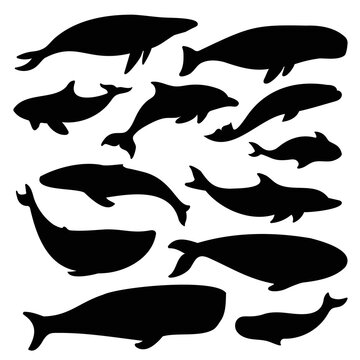 collection of whales silhouettes vector illustration marine mammals isolated white background