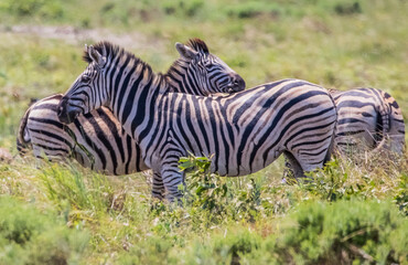 There are many Zebras in Isimangaliso Wetland Park, which is on the UNESCO Heritage List in South Africa.