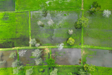 Aerial view of rice filed with water and trees