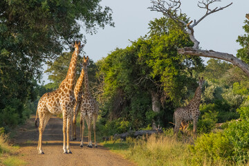 Giraffes often roam in large groups in the Isismangaliso Wetland Park in South Africa.