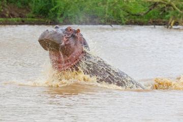Fototapeta premium There are many hippos in the lake St. Lucia in South Africa.