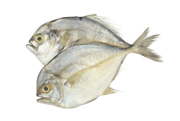 Two threadfin pompano fishes isolated on white background.