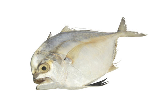 Threadfin jack fish isolated on white background close up.