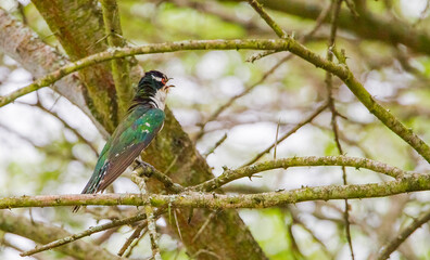 The diederik cuckoo (Chrysococcyx caprius) is a smallish cuckoo at 18 to 20 cm. Adult males are glossy green above with copper-sheened areas on the back and whitish underparts.