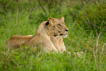 Fototapeta na wymiar In the Wild African Savannahs, male lions spend most of the day resting.