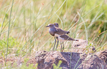 Senegal lapwing (Vanellus lugubris) is a resident African bird. They are rarely seen in the iSimangaliso wetland area.