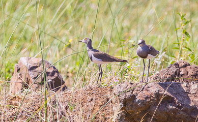 Senegal lapwing (Vanellus lugubris) is a resident African bird. They are rarely seen in the iSimangaliso wetland area.