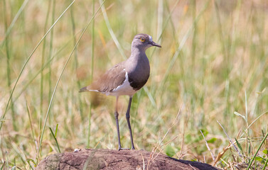 Senegal lapwing (Vanellus lugubris) is a resident African bird. They are rarely seen in the iSimangaliso wetland area.