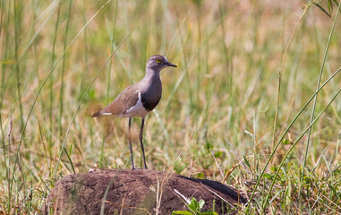 Senegal lapwing (Vanellus lugubris) is a resident African bird. They are rarely seen in the iSimangaliso wetland area.