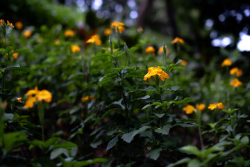 Yellow Flower in the park