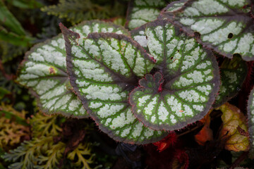 A macro image showing the leaf detail of Begonia Polonaise, showing the pattern and red color on...