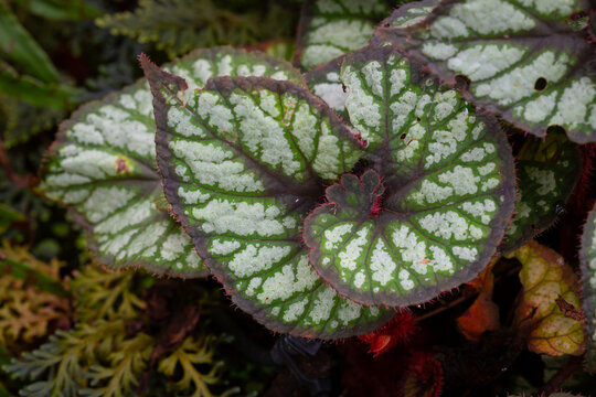 A macro image showing the leaf detail of Begonia Polonaise, showing the pattern and red color on the outer edge of the leaf. Popular planted in the shade for beauty.