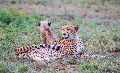 Cheetahs (Acinonyx jubatus) , one of the most favorite predators of African wildlife, are also the fastest land animals in the world.