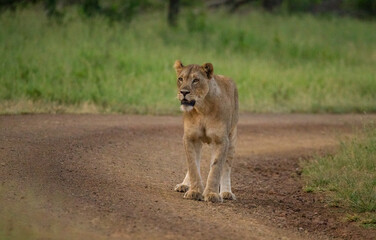 Lions have a very important place in Hluhluwe Imfolozi park in South Africa.