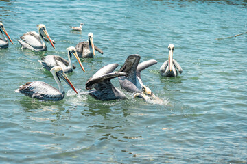pelicans fight for food in the ocean water