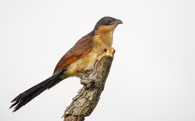 Burchell's coucal (Centropus burchellii) is a cuckoo species in the Cuculidae family. It is found in sub-Saharan Africa.