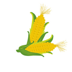 Illustration of corn fruit, sweet corn illustration, 