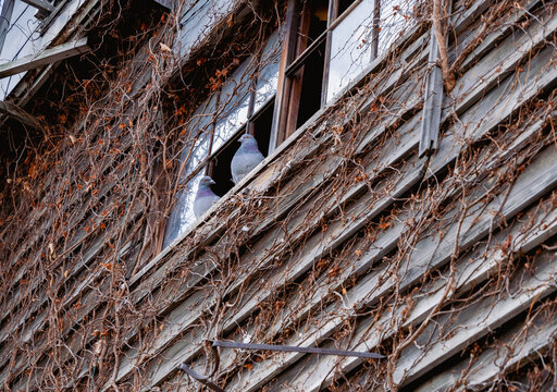 wall of abandoned wooden house - Hokkaido Japan