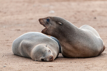 Naklejka premium Two Seals resting on the beach along the Skeleton Coast of Namibia.