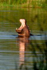 Hippopotame, Hippopotamus amphibius, Afrique du Sud