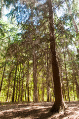 Sunlight is breaking through the leaf-filled canopies of the trees that comprise the Hallerbos in Belgium