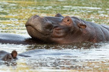 Hippopotame, Hippopotamus amphibius, Afrique du Sud