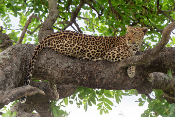 L&eacute;opard, Panth&egrave;re, Panthera pardus, Afrique du Sud