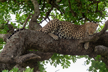 L&eacute;opard, Panth&egrave;re, Panthera pardus, Afrique du Sud
