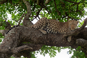 L&eacute;opard, Panth&egrave;re, Panthera pardus, Afrique du Sud