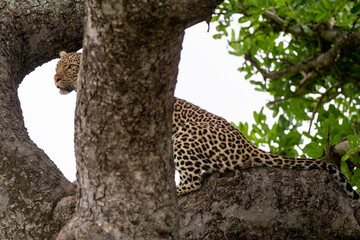 L&eacute;opard, Panth&egrave;re, Panthera pardus, Afrique du Sud