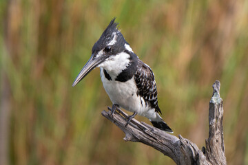 Martin pêcheur pie,.Ceryle rudis, Pied Kingfisher
