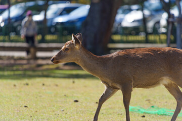 Deer in Nara Park relaxing in the forest